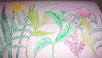 plants