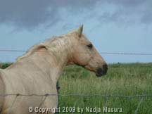 animal