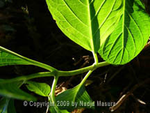 leaf tree