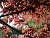 leaf tree