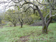 leaf tree