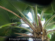 leaf tree