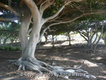 leaf tree